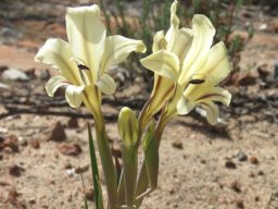 Gladiolus floribundus angled inflorescence