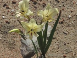 Gladiolus floribundus