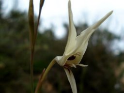 Gladiolus leptosiphon young flower