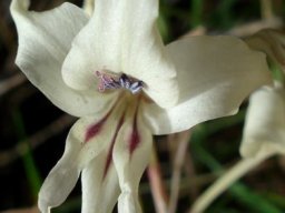 Gladiolus leptosiphon flower