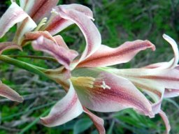 Gladiolus liliaceus stamens and stigma