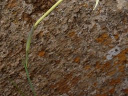 Gladiolus longicollis subsp. platypetalus tube and bracts