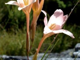 Gladiolus monticola