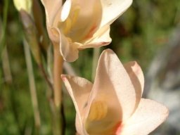 Gladiolus monticola flowers