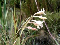 Gladiolus monticola inflorescence