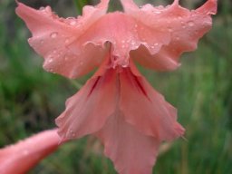 Gladiolus oppositiflorus dorsal sepal over inner parts