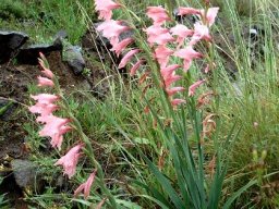 Gladiolus oppositiflorus leaves