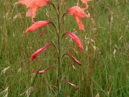 Gladiolus oppositiflorus