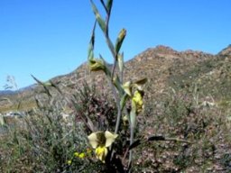 Gladiolus orchidiflorus zigzagging spike