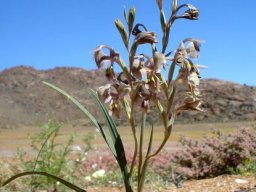 Gladiolus orchidiflorus leaves