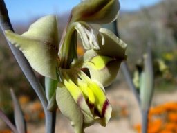 Gladiolus orchidiflorus style branches and anthers