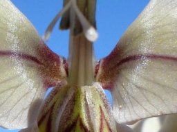 Gladiolus orchidiflorus inner floral features