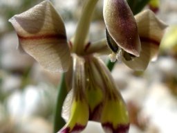 Gladiolus orchidiflorus arching dorsal tepal