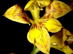 Gladiolus pardalinus night photo