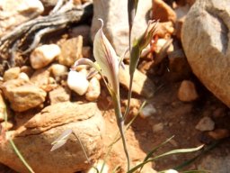 Gladiolus permeabilis subsp. permeabilis 