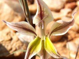 Gladiolus permeabilis subsp. permeabilis flower