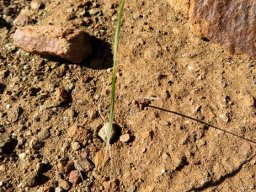 Gladiolus permeabilis, a modest start
