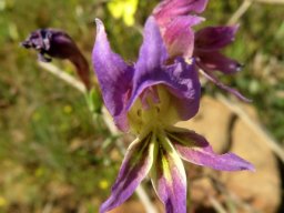 Gladiolus between permeabilis and venustus