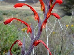 Gladiolus saccatus