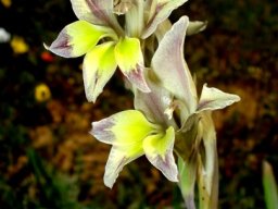 Gladiolus scullyi