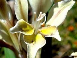 Gladiolus scullyi 