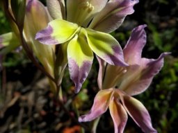 Gladiolus scullyi colour difference