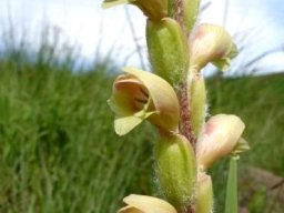 Gladiolus sericeovillosus subsp. sericeovillosus soft colours