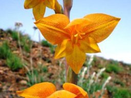 Gladiolus aurantiacus