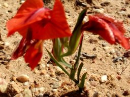 Gladiolus speciosus