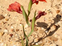 Gladiolus speciosus inflorescence