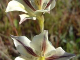 Gladiolus tristis flowers