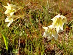 Gladiolus tristis