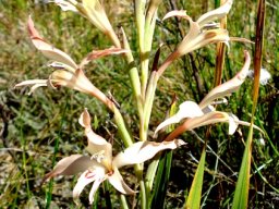Gladiolus undulatus