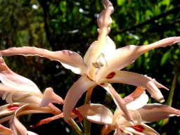 Gladiolus undulatus undulating corolla