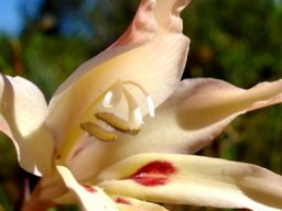 Gladiolus undulatus angled view