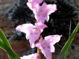Gladiolus varius leaves and inflorescence