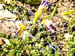 Gladiolus venustus