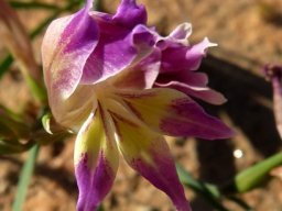 Gladiolus venustus flower