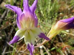 Gladiolus venustus blue-purple and pale