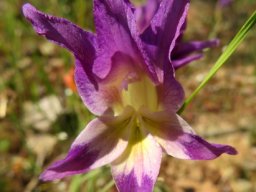 Gladiolus venustus blue-purple and bright