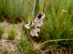 Gladiolus vinosomaculatus
