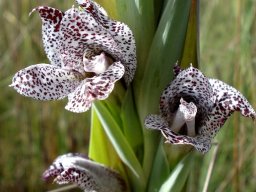Gladiolus vinosomaculatus unsettled tepals