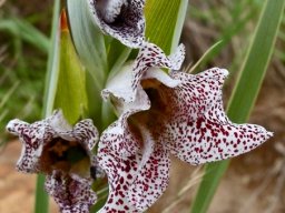 Gladiolus vinosomaculatus flowers