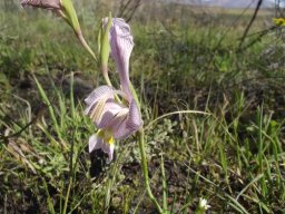 Gladiolus virescens