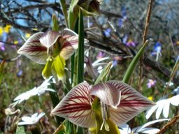 Gladiolus watermeyeri