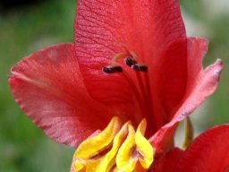 Gladiolus woodii flower