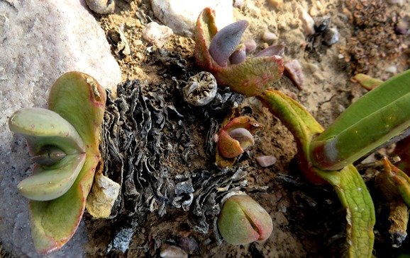 Glottiphyllum carnosum branch inequalities