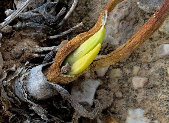 Glottiphyllum carnosum successive leaves
