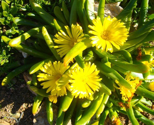 Glottiphyllum cruciatum flowers