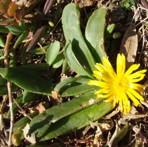 Glottiphyllum depressum